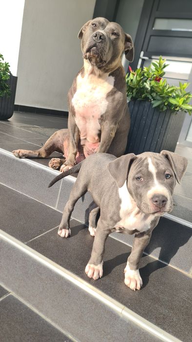 Femela amstaff Blue
