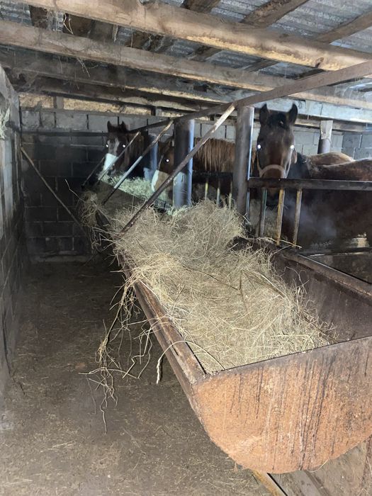 Продам дом в Бишкуле