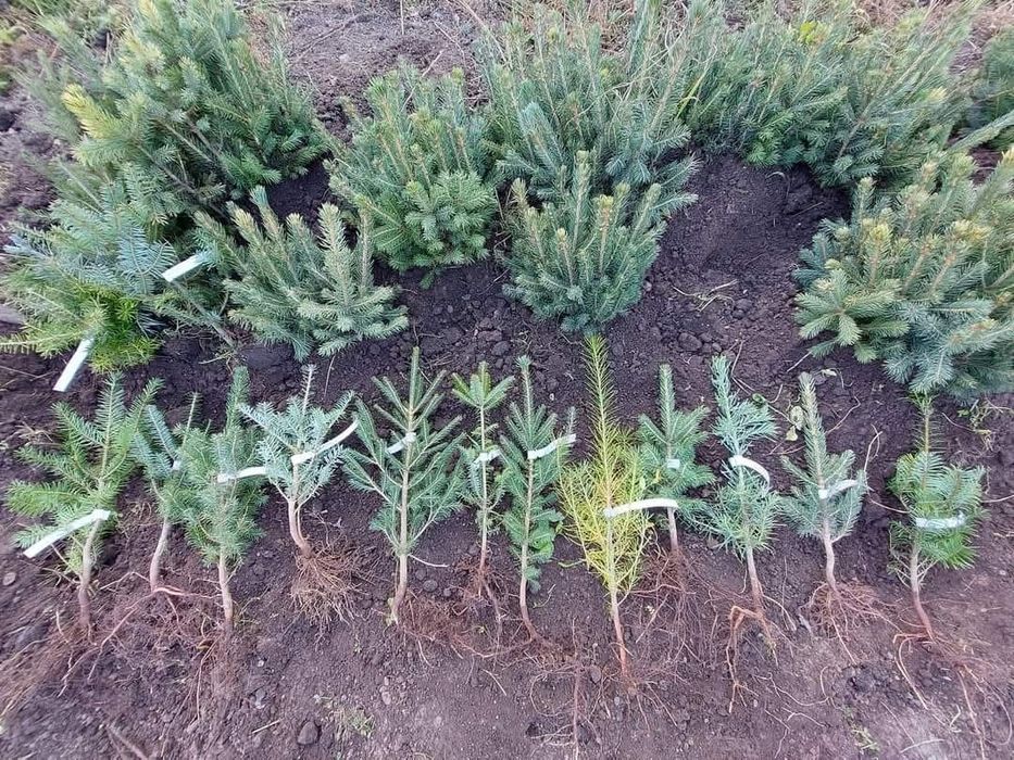 puiet brad,molid,carpen,fag,mesteacăn,tei pawlonia