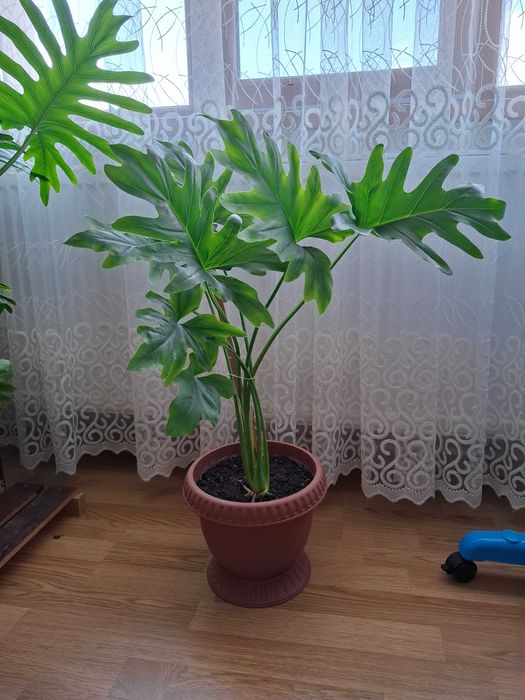 Vand planta Philedendron
