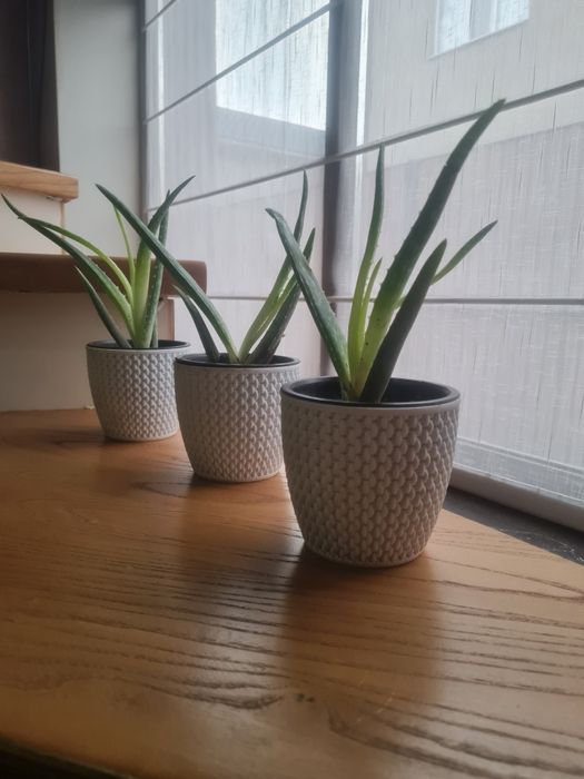 Алое Вера растения!