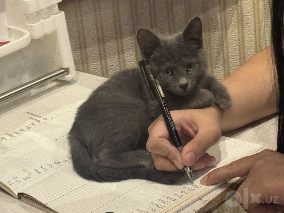 отдам даром котенка