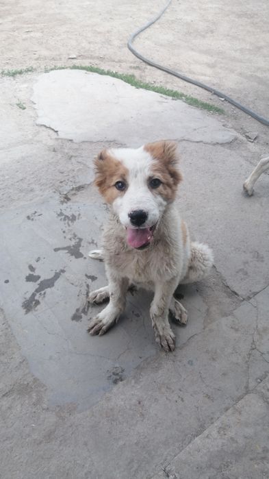 Кушик сатылады 4 айлык