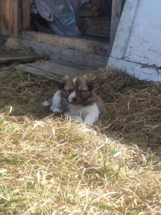 Отдам щенят девочек