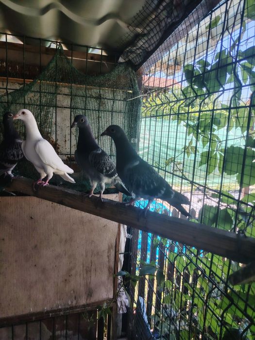 Vând pui de voiajori