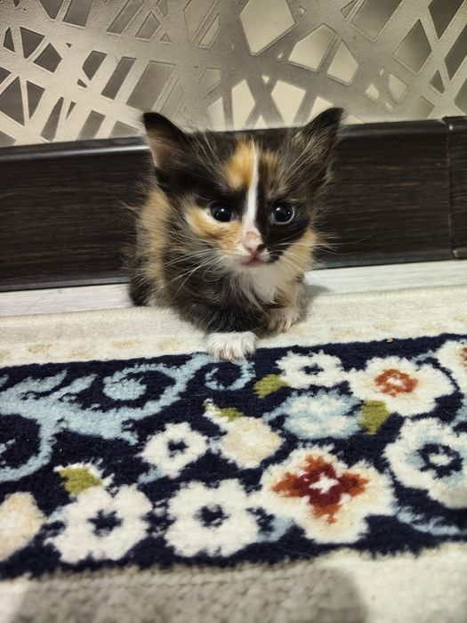 Одам в добрые руки. Котята