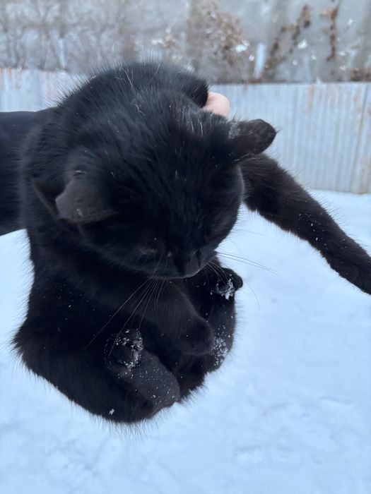 Отдам Даром котенок