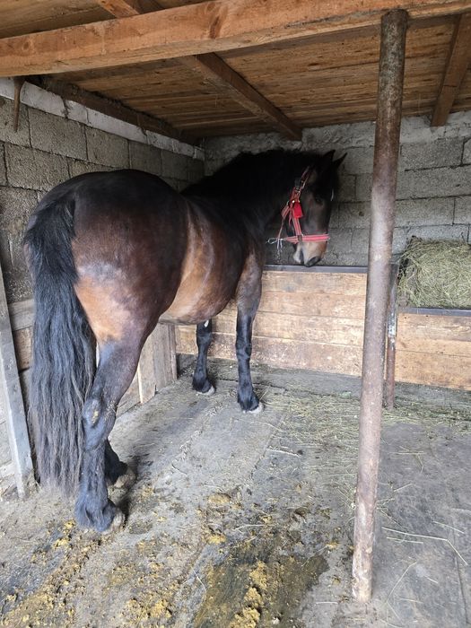 Manza semigreu de vânzare