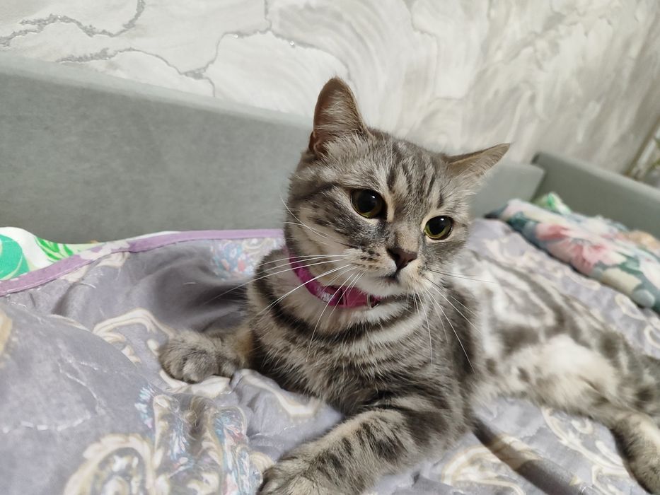 Отдам добрые руки