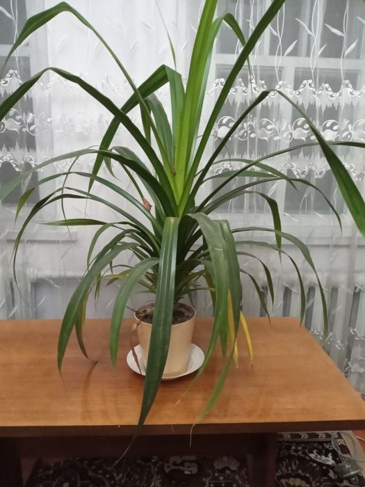 Продам комнатные цветы