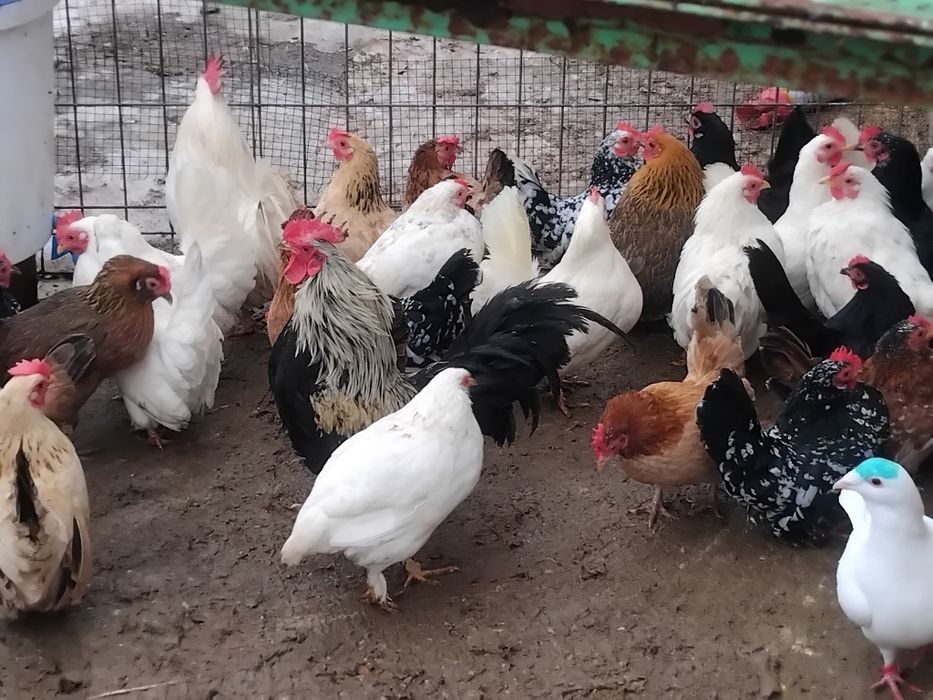 Vând pui si oua gaini pitice si gaini chaboo cu cocoși chaboo.