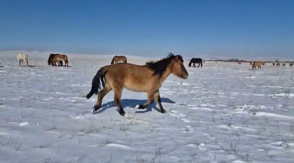 Мұғалжар байталдар сатылады