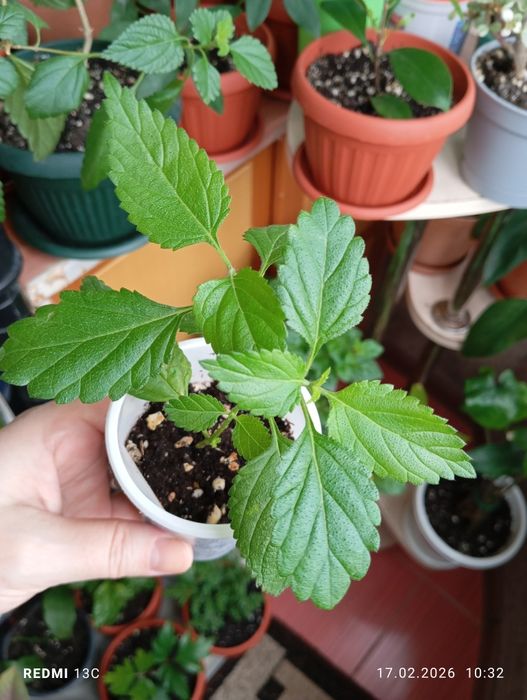 Продам растения комнатные