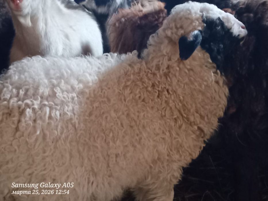 Продам овечки кошкарчик