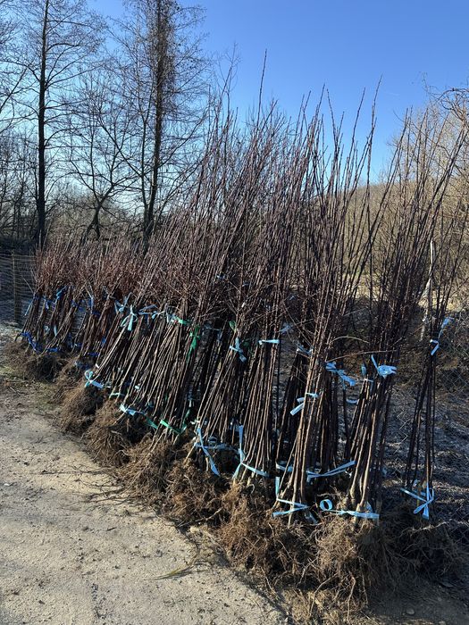 Pomi fructiferi de cea mai buna calitate