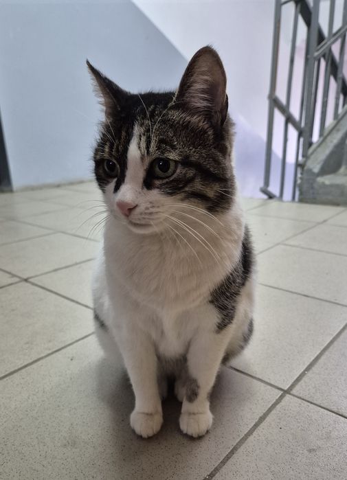 Кошечка ищет дом!