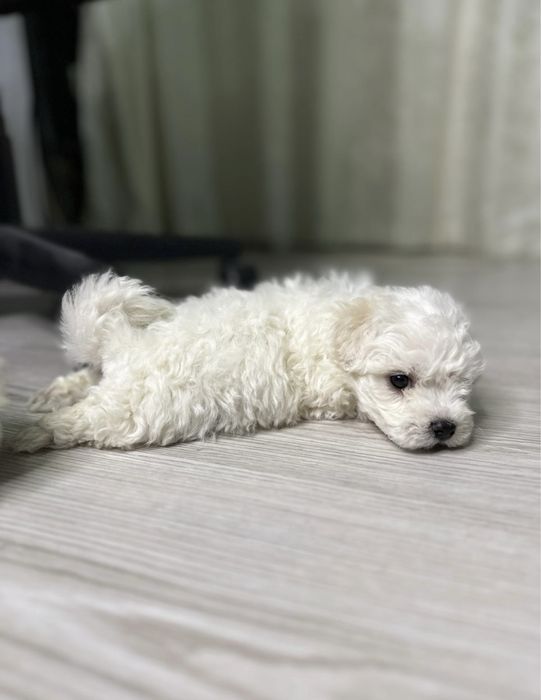 puiuț bichon mini toy