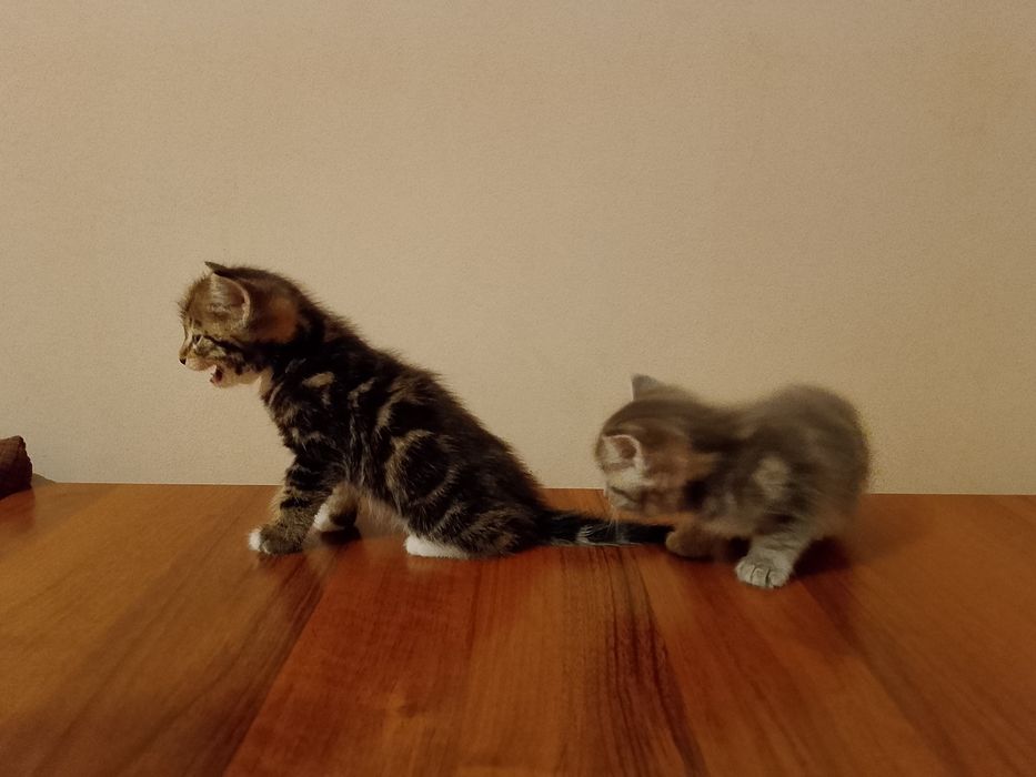 Срочно скотиш страйт