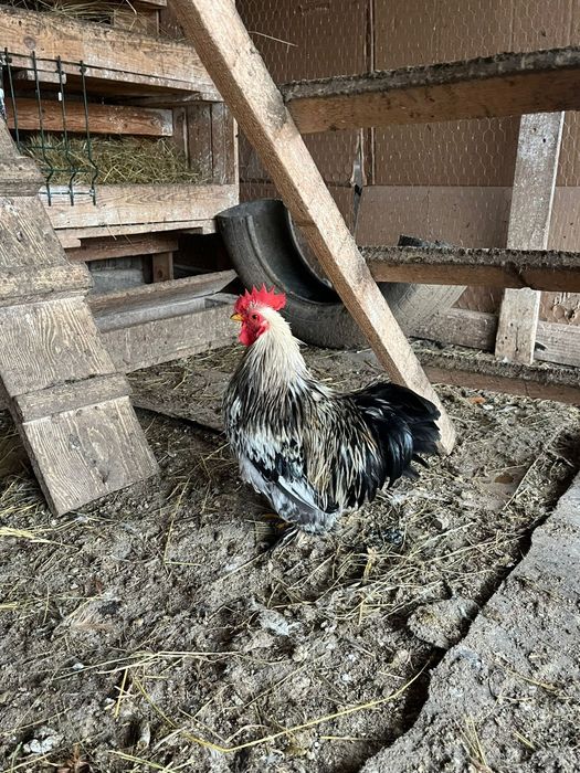 Vând cochinchina pitic