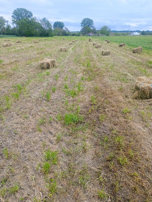 Baloți lucerna cu fan
