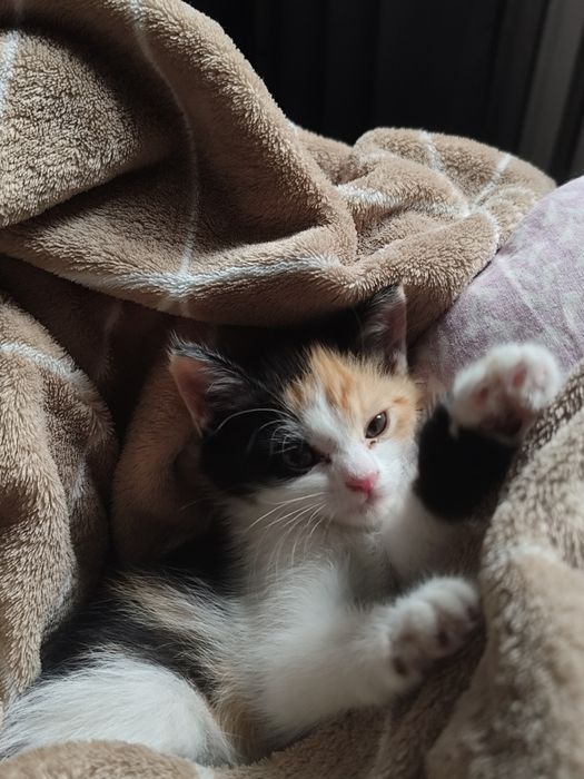 Отдадим котят в добрые руки