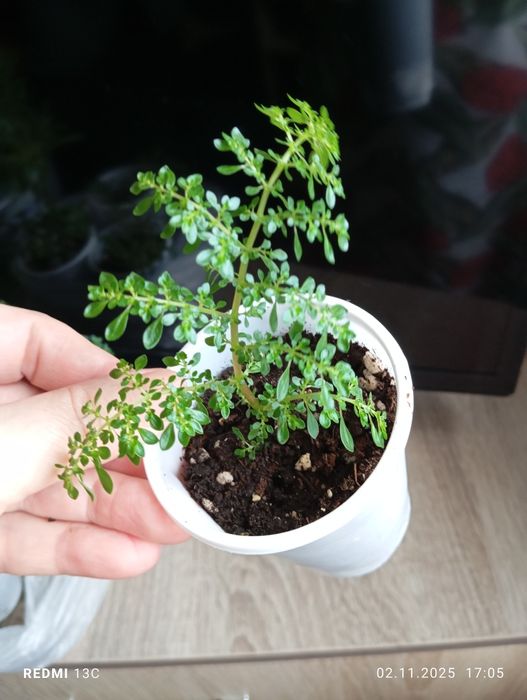 Продам отростки, суккуленты