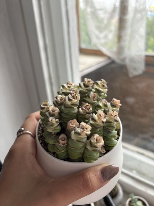 Крассула rupestris (Crassula rupestris)