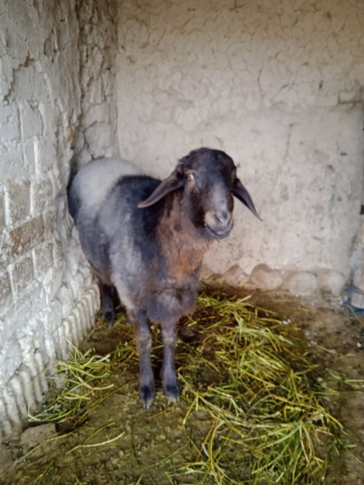 Кочкорлар сотилади!!!