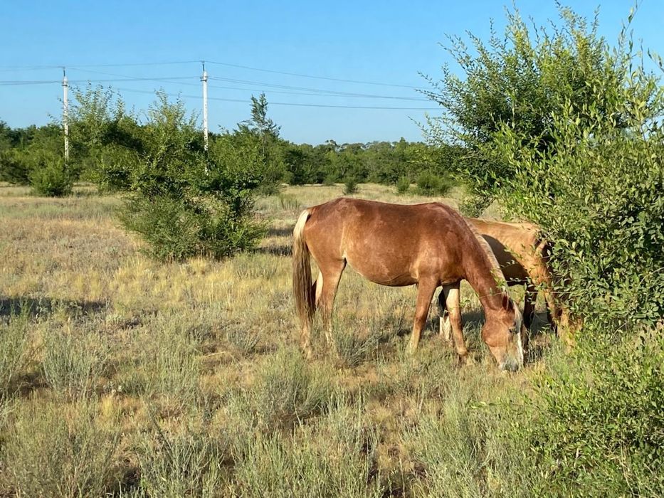 Продам молодой косяк лошадей байтал