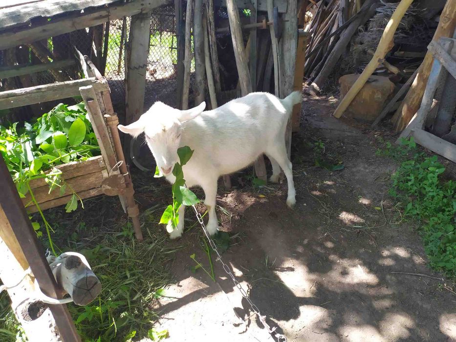 Коза молочной породы.