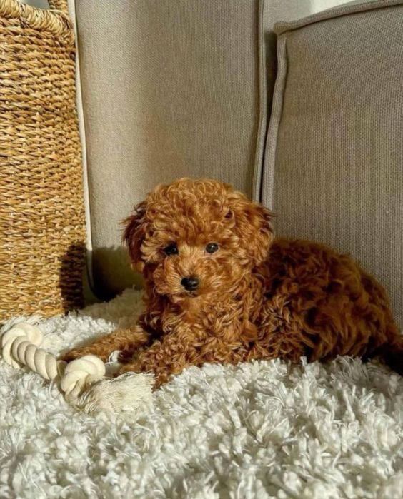 Poodle mini toy fetita