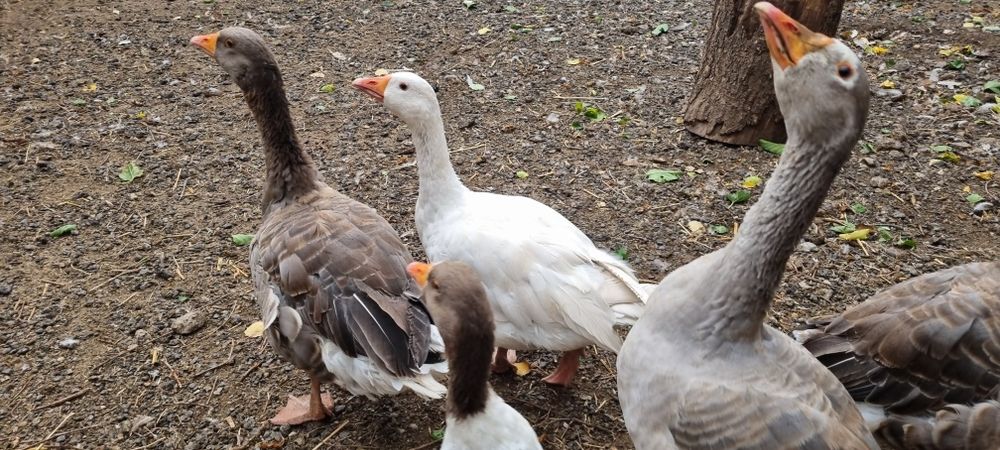 Gâște de un an – sănătoase, crescute natural