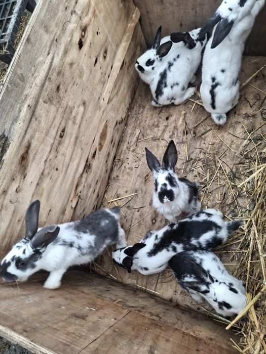 Vand iepruri din diferite rase