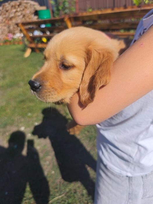 Golden retriever