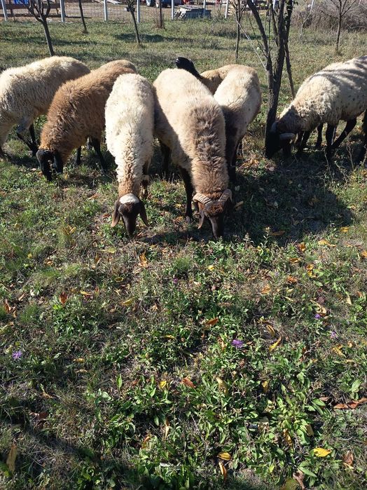 Miei grași pentru Paște