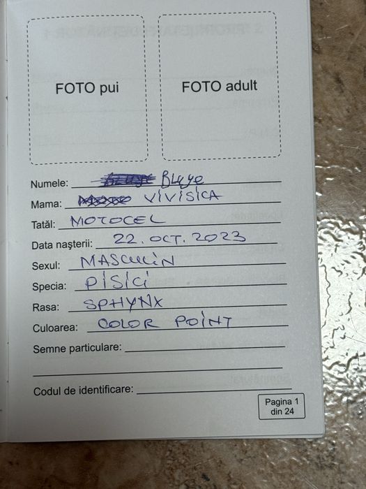 Vand pisica Sphinx elf blue rasa pura fara par motanel