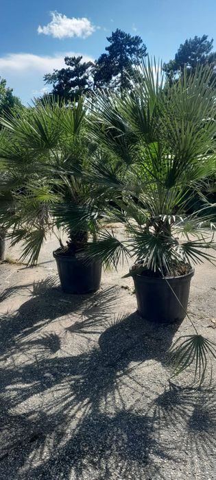 Amenajari spații verzi