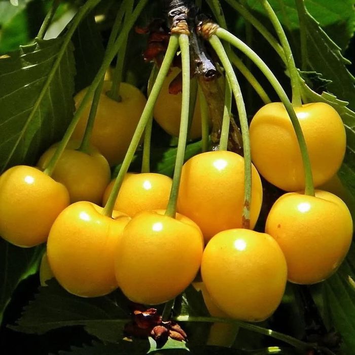 Pomi fructiferi altoiti