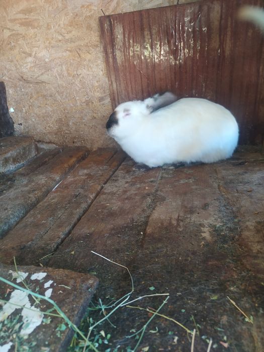 Продам кроликов.