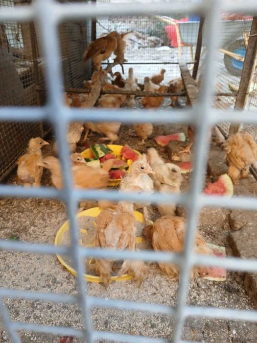 Брама товуук жужалар сотилади