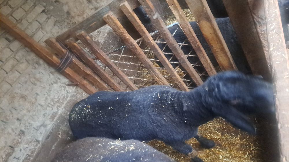 Эхсонга кучкорлар бор фаргона шахарда