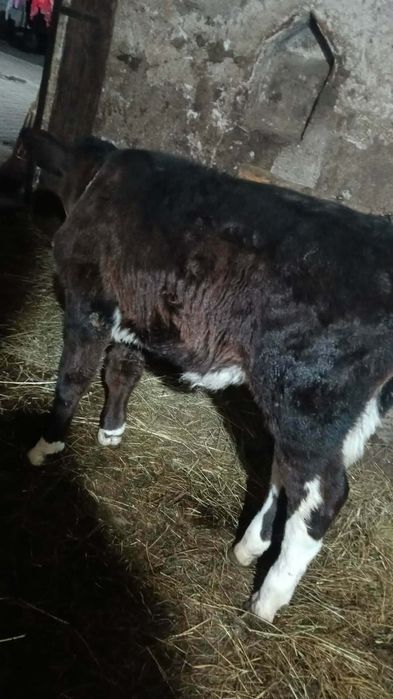 Vând vitea batată de o luna.!