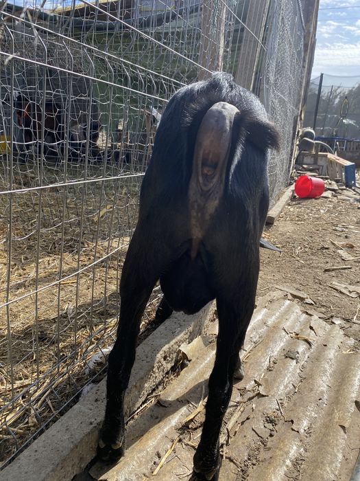 Vand sau schimb Murciano