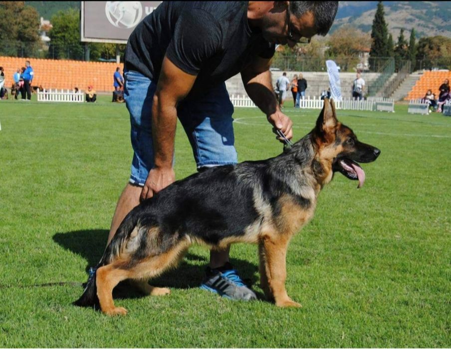 Развъдник за немски овчарки