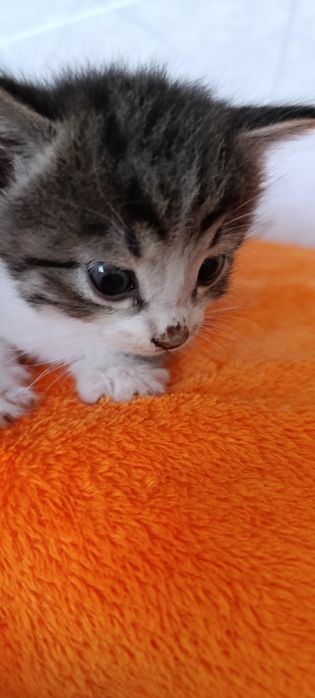 В добрые руки котят