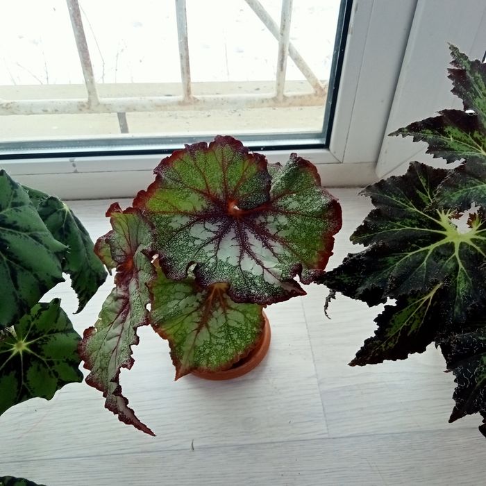 Бегонии декоративные лиственная