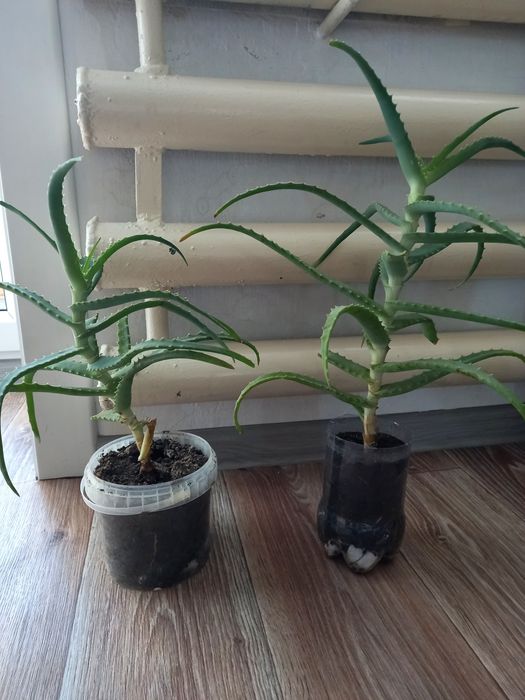 Комнатный цветок Алоэ