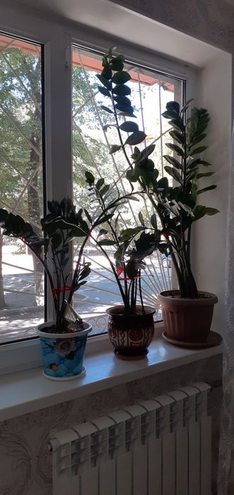 доллар гүлі сатылады