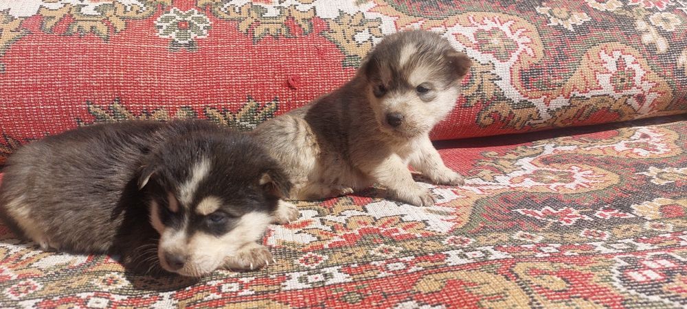 Щенки Хаски чистокровные