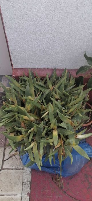 flori  cactus  si  aloea  vera  pret  20  lei  buc